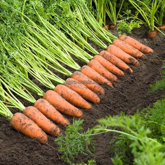 Морковь Кардифф F1 (250000 семян, фракция 2.0-2.2 мм)