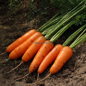 Морковь Каскад F1 (250000 семян, фракция 2.0-2.2 мм)