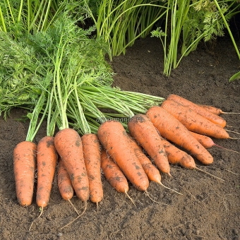 Морковь Купар F1 (250000 семян, фракция 2.0-2.2 мм)