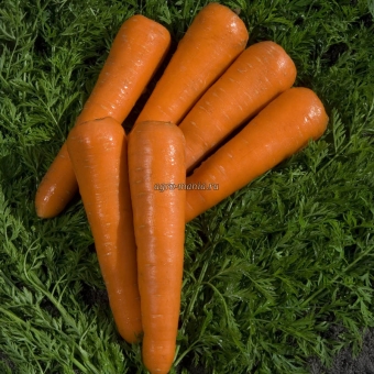 Морковь Силвано F1 (100000 семян, фракция 2.2-2.4 мм)