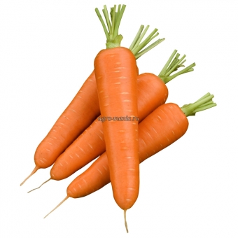 Морковь Олимпо F1 (500000 семян, фракция 2.0-2.2 мм)