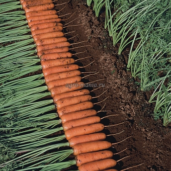 Морковь Тангерина F1 [Силекс F1, Т-825] (100000 семян, фракция 1.6-1.8 мм)