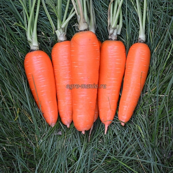 Морковь Проминанс F1 [Апекс F1, TI-114] (100000 семян, фракция 2.0-2.2 мм)