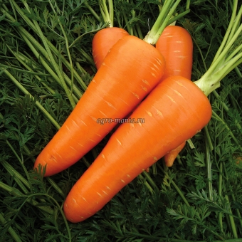 Морковь Мирафлорес F1 (100000 семян, фракция 1.6-1.8 мм)