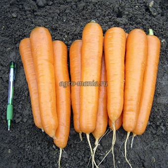 Морковь Аттилио F1 (100000 семян, фракция 1.8-2.0 мм)