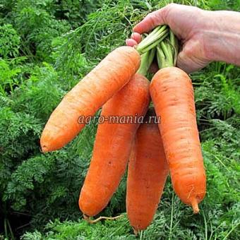 Морковь Диаменто F1 [VAK 75 F1] (500000 семян, фракция 1.8-2.0 мм)