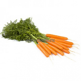 Морковь Джерада F1 (500000 семян, фракция 1.8-2.0 мм)