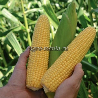 Кукуруза сахарная Минт F1 (5000 семян)