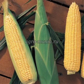 Кукуруза сахарная Сентинель F1 (5000 семян)