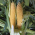 Кукуруза сахарная Мелина [SCG 6872] F1 (5000 семян)
