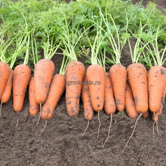 Морковь Кесена F1 (1 млн. семян, фракция 1.4-1.6 мм, прецизионные)