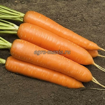 Морковь Монанта (250 г)