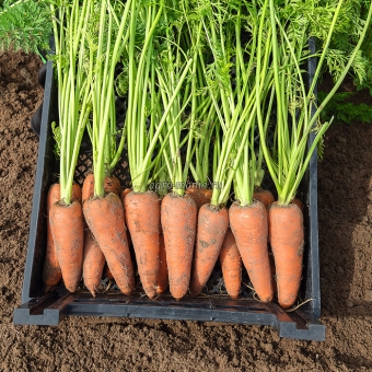 Морковь Карсон F1 (500000 семян, фракция 1.6-1.8 мм, прецизионные)
