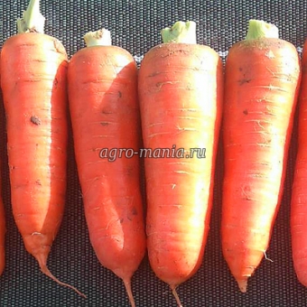 Морковь Курода Пауэр (1 кг)