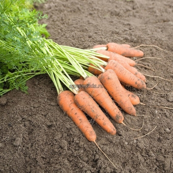 Морковь Карини (500 г)