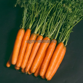 Морковь Нантес 2 Тито (1 кг)