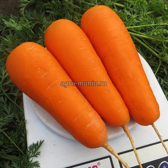 Морковь Боливар F1 (500000 семян, фракция 1.6-1.8 мм)