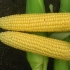 Кукуруза сахарная Трофи F1 (100000 семян)