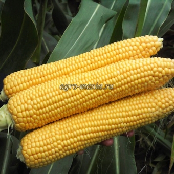 Кукуруза сахарная Киара F1 (5000 семян)