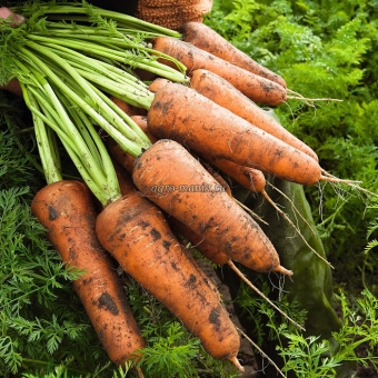 Морковь Кордоба F1 (250000 семян, фракция 1.6-1.8 мм, прецизионные, инкрустированные)