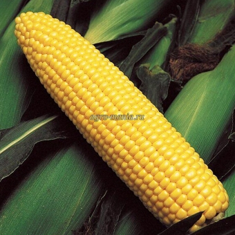 Кукуруза сахарная ГСС 3071 F1 (100000 семян)