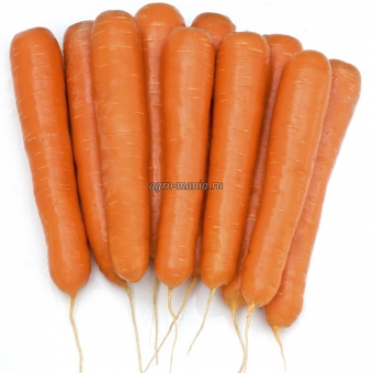 Морковь Октаво F1 (500000 семян, фракция 1.6-1.8 мм)