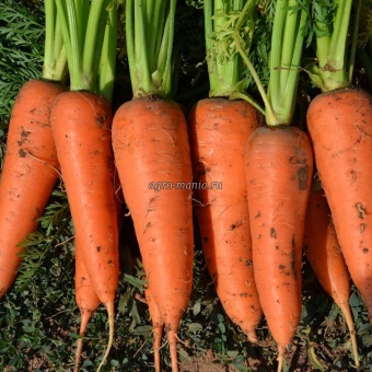 Морковь СВ 7381 ДЧ F1 (1 млн. семян, фракция 1.8-2.0 мм)