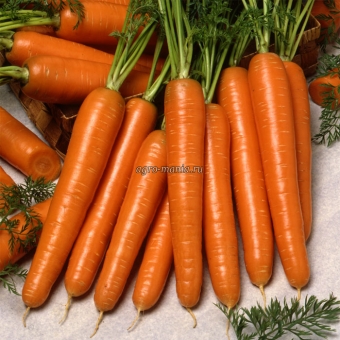 Морковь Карлано F1 (1 млн. семян)