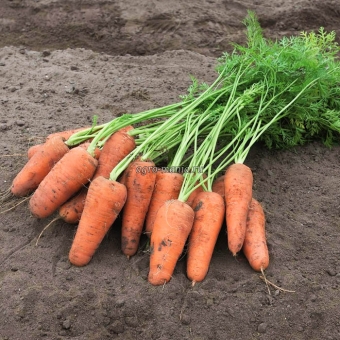 Морковь Кюрасао F1 (500000 семян, фракция 1.8-2.0 мм, прецизионные)