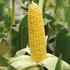 Семена кукурузы сахарной Карамело F1 (5000 семян)