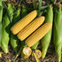 Семена кукурузы сахарной Мелина F1 [SCG 6872 F1] (5000 семян)