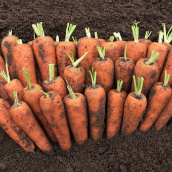 Морковь Кантон F1 (1 млн. семян, фракция 1.4-1.6 мм, прецизионные)