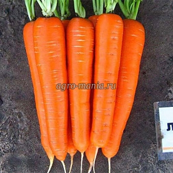 Морковь Лагуна F1 (100000 семян, фракция > 1.6 мм)