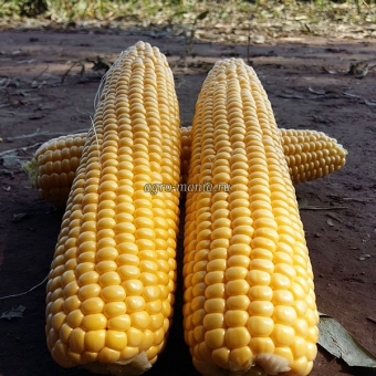 Кукуруза сахарная Шайнрок F1 (100000 семян)